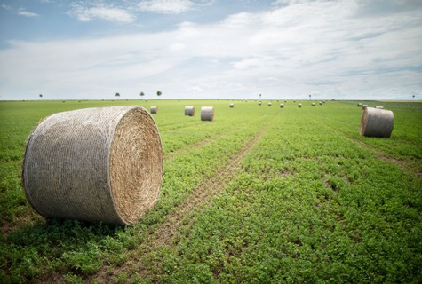 Ein Feld mit Heuballen. BKA / Wenzel